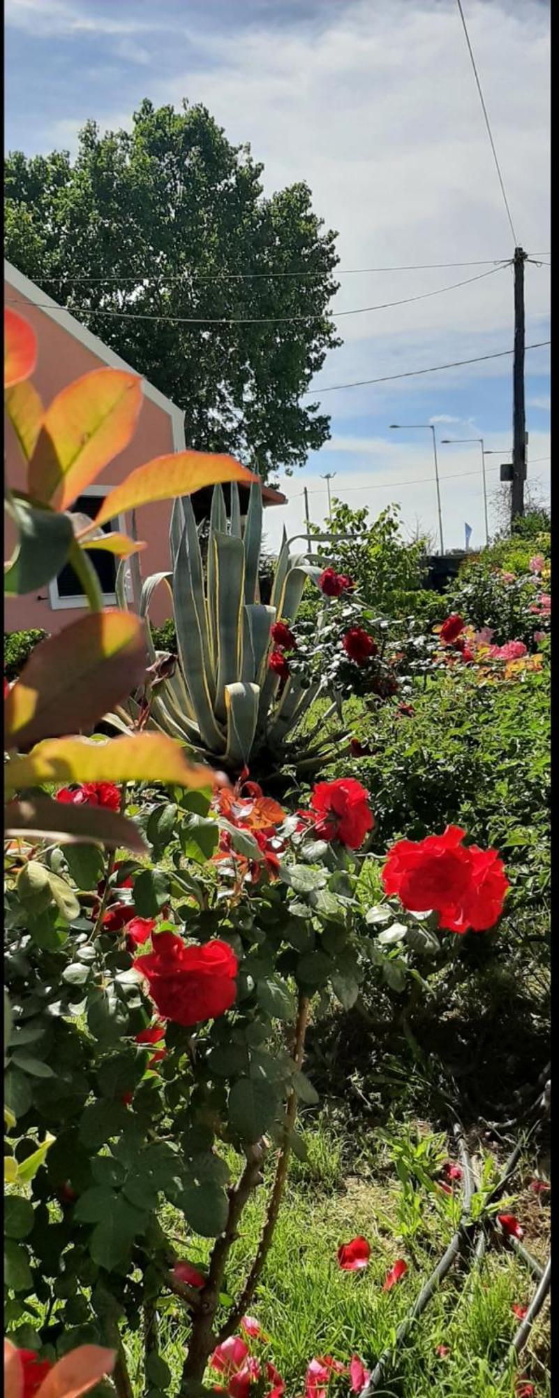 Lonelia's Family Homes בית נופש לפקימי